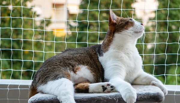 Kedi Koruma Balkon Filesi